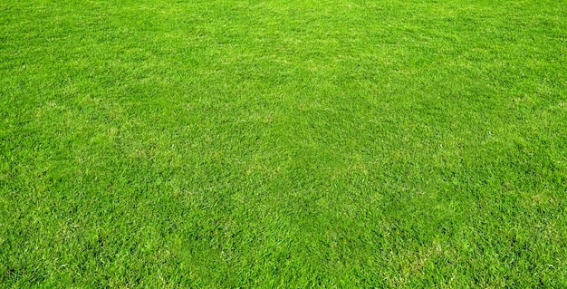 Landschaft der Rasenfläche im grünen allgemeinen Parkgebrauch als natürlicher Hintergrund oder Hintergrund. Beschaffenheit des grünen Grases von einem Feld.