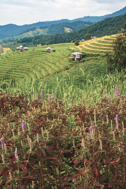 Landschaft der Reisterrasse in Ban pa bong piang in Chiang mai Thailand