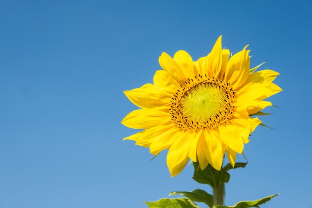 Landschaft der Sonnenblumenfarm mit gelben Blumen tagsüber