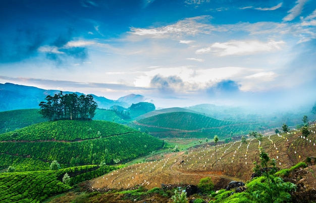 Landschaft der Teeplantagen in Indien, Kerala Munnar.