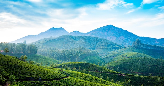 Landschaft der Teeplantagen in Indien, Kerala Munnar.