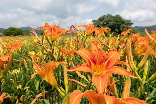 Landschaft der Tigerlilie (orangefarbene Taglilie) blüht auf dem Bauernhof in Taiwan