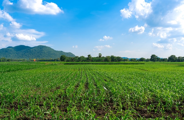 Landschaft der wachsenden jungen grünen Maisfarm mit klarem bewölktem blauem Himmel, Naturplantage