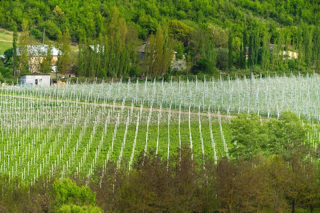 Landschaft der Weinbergplantagen. Ackerland