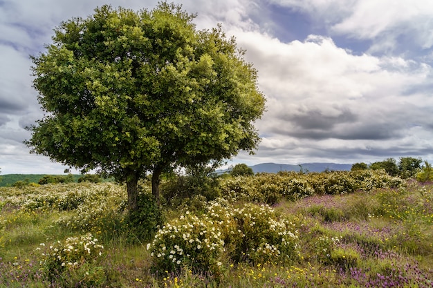 Landschaft der weißen, gelben, blauen Blumen