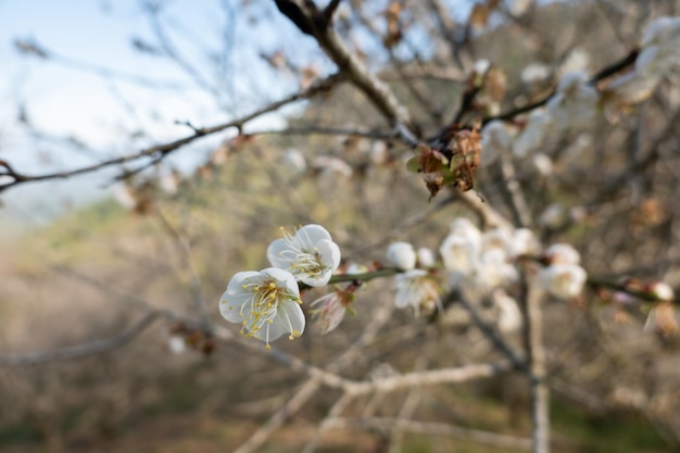 Landschaft der weißen Pflaumenblüte im Winter tagsüber in Nantou, Taiwan