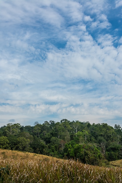 Landschaft der Wiese mit Baum, Nationalpark Thailand Khao Yai