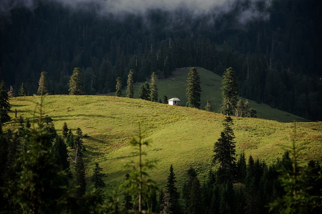 Landschaft der Wiese mit Kiefern und kleinem Gebäude