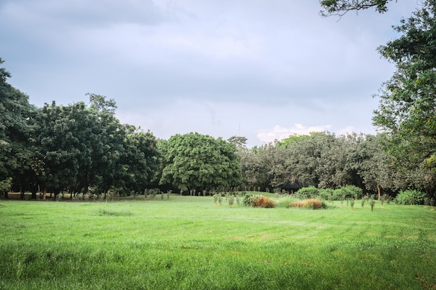 Landschaft der Wiese und der grünen Umwelt öffentlicher Park