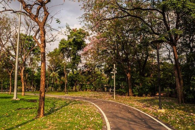 Landschaft des Baums im Park