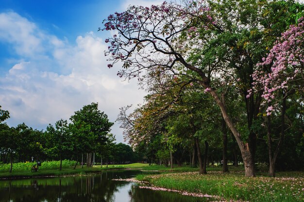 Landschaft des Baums im Park