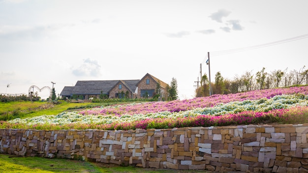 Landschaft des blühenden Feldes der rosa und weißen Blume mit schönem Haus auf Berg unter den roten Farben des Sommersonnenuntergangs.