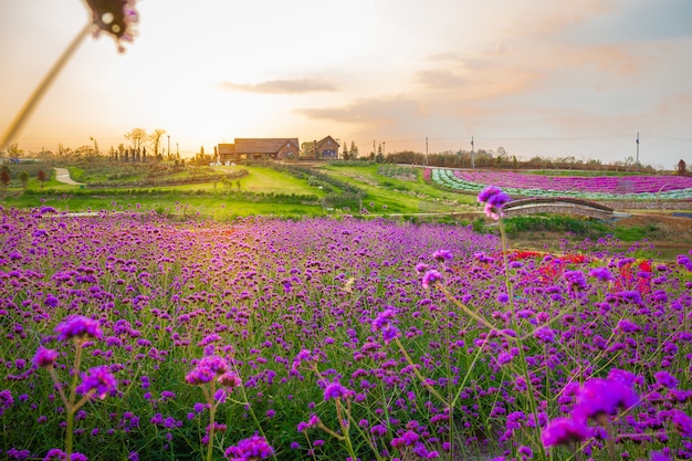 Landschaft des blühenden Lavendelblumenfeldes mit schönem Haus auf Berg