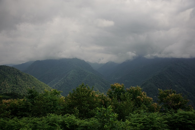 Landschaft des dichten Waldes in den Bergen