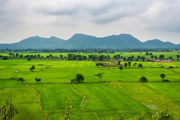 Landschaft des Feldgrünreises mit Gebirgshintergrund