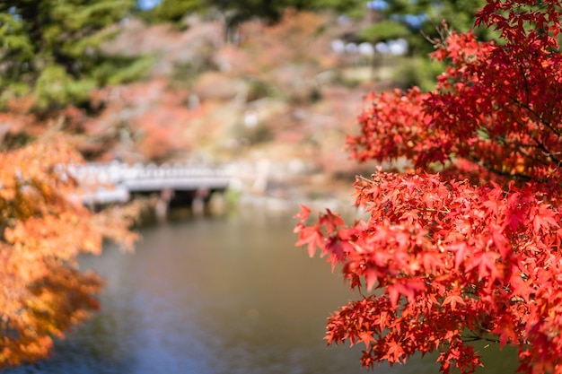 Landschaft des Gartens in der Herbstsaison in einem allgemeinen Park von Nara, Japan