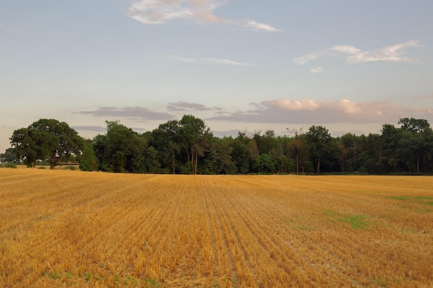 Landschaft des gelben Feldes und des Himmels