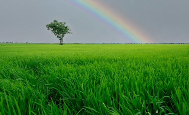 Landschaft des grünen Reisfeldes mit einem einsamen Baum und Regenbogenhimmel Reisplantage Grünes Reisfeld