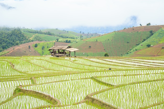 Landschaft des grünen Reisterrassenfeldes bei Baan PA Bong Piang in Chiang Mai-Provinz