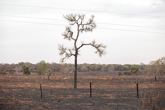 Landschaft des ländlichen Gebiets mit frisch verbranntem trockenem Grasland