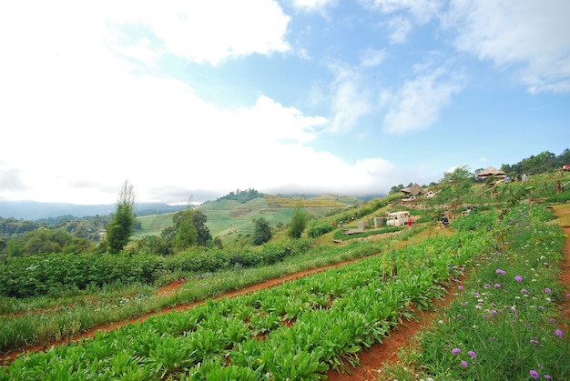 Foto landschaft des landwirtschaftsfeldes in montag-stauberg, chiang mai, thailand