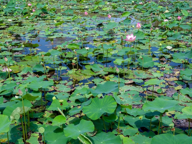 Landschaft des Lotusteiches