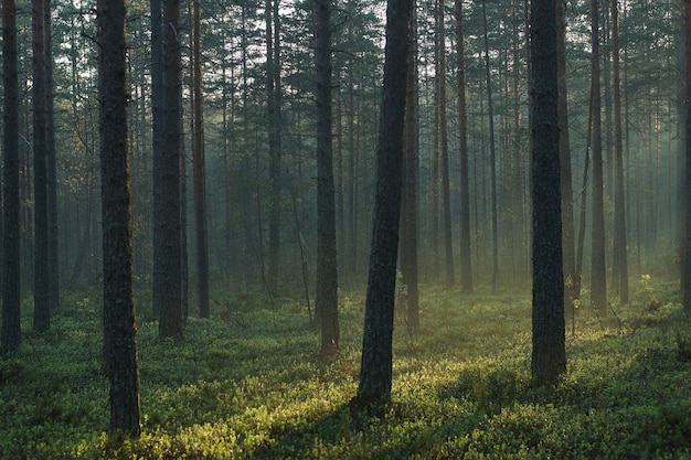 Landschaft des Morgenkiefernwaldes, mit strahlendem Sonnenschein, der durch hohe Bäume geht.