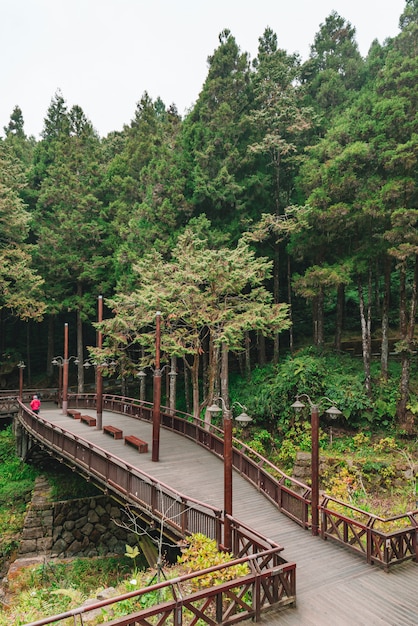 Landschaft des nebelhaften Zypressen- und Zedernwaldes und der Brücke in Alishan.