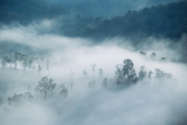Landschaft des nebligen Fließens auf Bergtal im tropischen Regenwald am Morgen