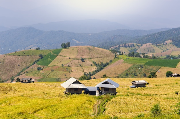 Landschaft des Reisfeldes in Asien