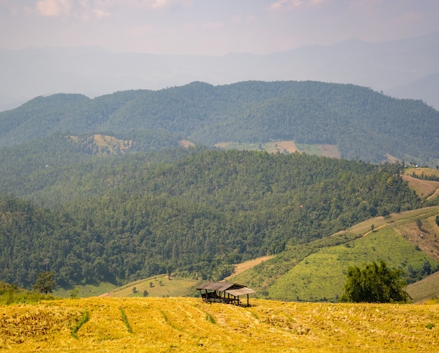 Landschaft des Reisfeldes in Asien