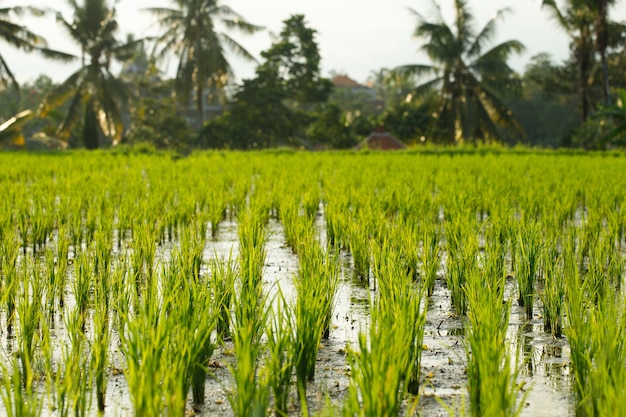 Landschaft des Reisfeldes in Bali, Indonesien