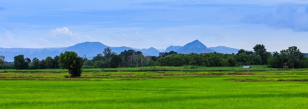 Landschaft des Reisfeldes in der Landschaft von Thailand.