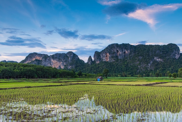 Landschaft des Reisfeldes in der Landschaft von Thailand.