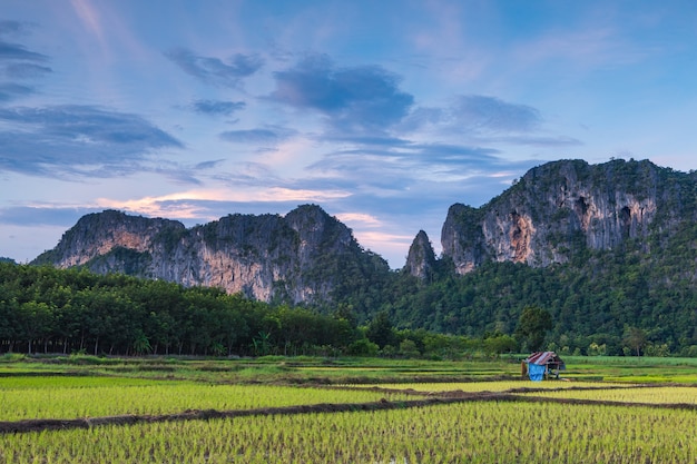 Landschaft des Reisfeldes in der Landschaft von Thailand.