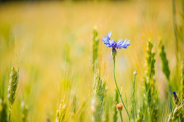 Landschaft des Sommerfeldes von der blauen Kornblume