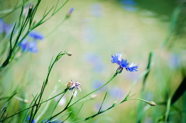 Landschaft des Sommerfeldes von der blauen Kornblume