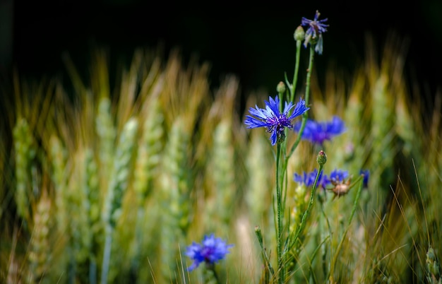 Landschaft des Sommerfeldes von der blauen Kornblume