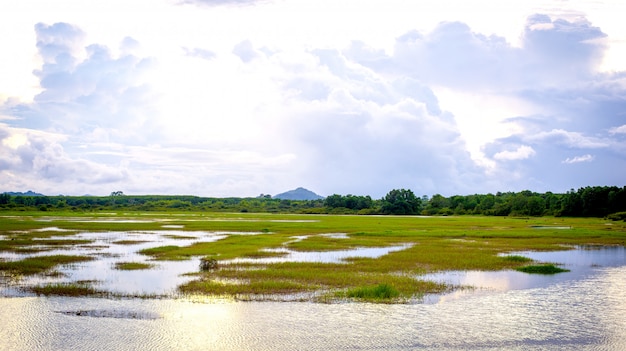 Landschaft des Sumpfes, mit der Natur, die entspanntem und hellem blauem Himmel mit Wolke im Hintergrund sich fühlt.