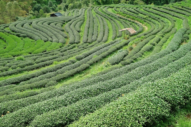 Landschaft des Teeplantagentals mit Aussichtspunkt im Sommer Landwirtschaft und Natur