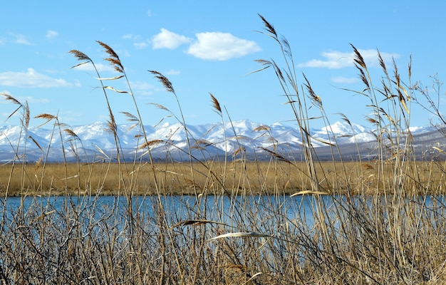 Landschaft des trockenen Grases gegen See und schneebedeckte Berge