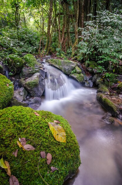 Landschaft des Wasserfalls im tiefen Wald