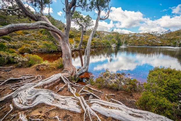 Landschaft des Wiegenberges Tasmanien, Australien.