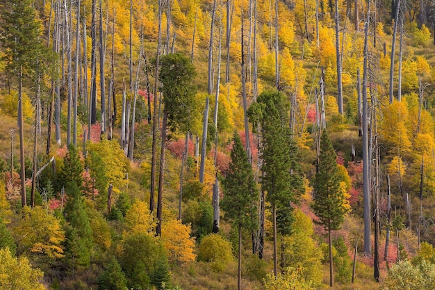 Landschaft des Yosemite-Nationalparks in den USA im Herbst