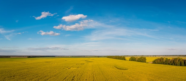 Landschaft, die von der Drohne eines landwirtschaftlichen Rapsfeldes aufgenommen wurde, das auf dem Lande blüht