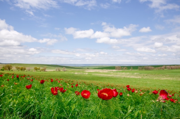 Landschaft, ein Feld von wilden Pfingstrosen.