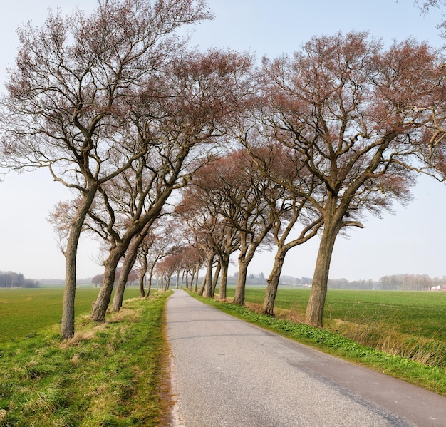 Landschaft einer asphaltierten Straße mit Bäumen, die wachsen und der Windrichtung auf dem Land folgen Fahrbahn, die zu einer ländlichen Umgebung mit einer üppigen Wiese führt, um zu einem Urlaubsziel zu reisen