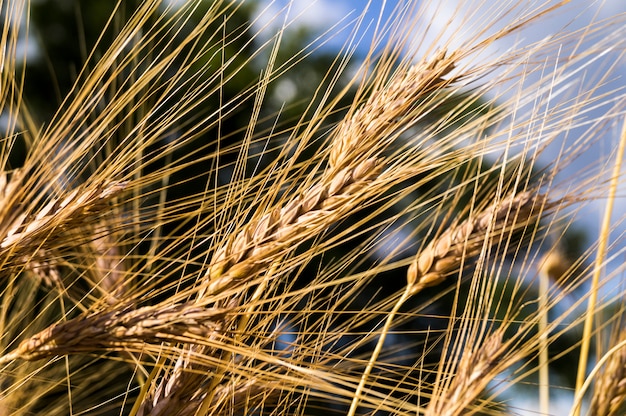 Landschaft einer schönen goldenen reifen Weizenernte