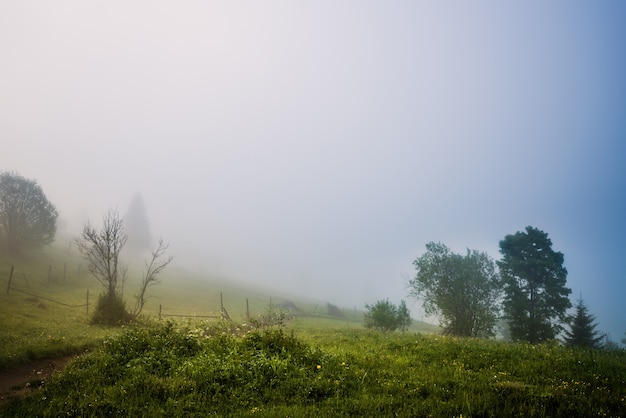 Landschaft einer Straße und eines Waldes, die an einem Berghang wachsen