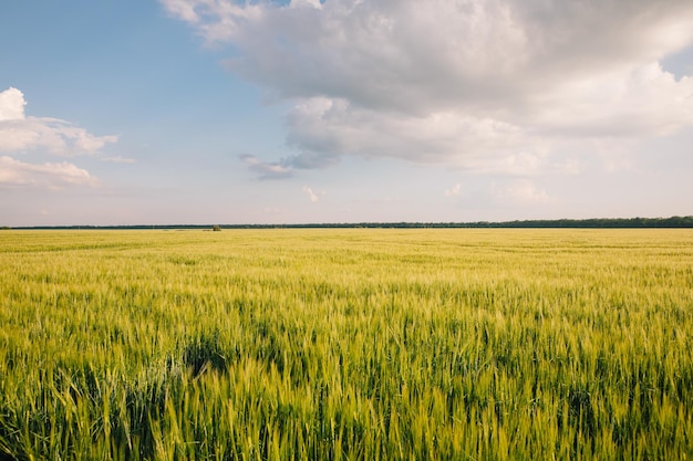 Landschaft eines Feldes von jungem frischem Weizen in der Ukraine